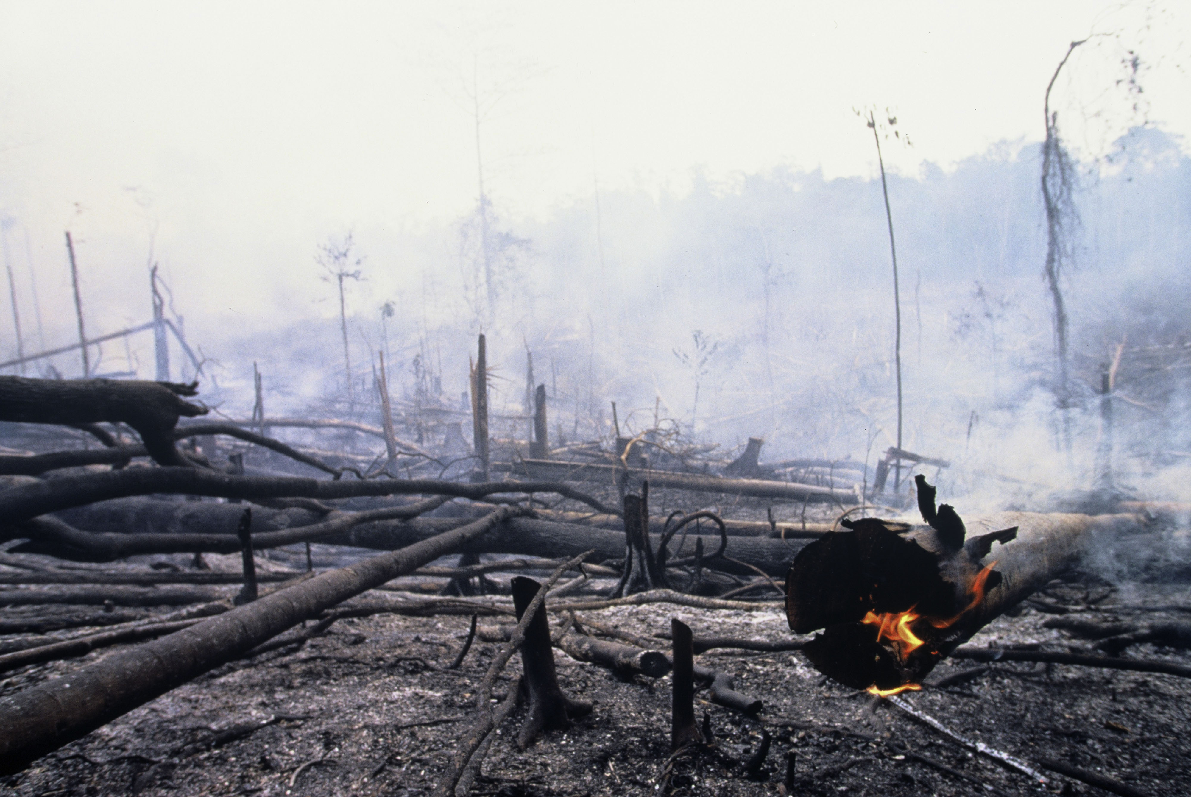 [The Guardian] Companies’ ‘zero Deforestation’ Pledges: Everything You ...